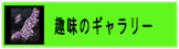 趣味のギャラリー