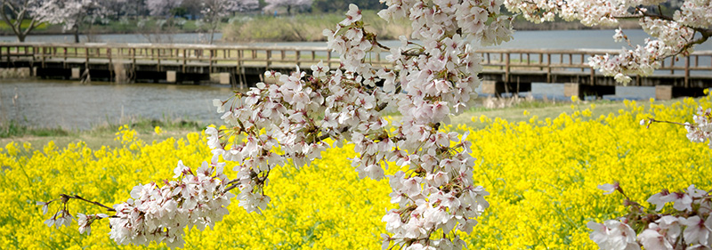 上堰潟公園